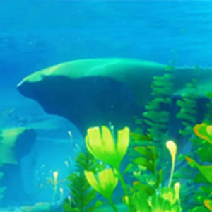 水中花影钢琴谱