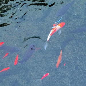 吟鱼落尽钢琴谱