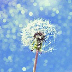 蒲公英的约定钢琴谱