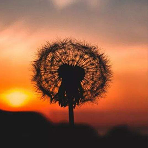 说放下就放下钢琴谱