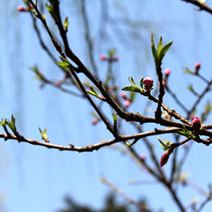 Spring-¡ά߶ Antonio Vivaldi-C-