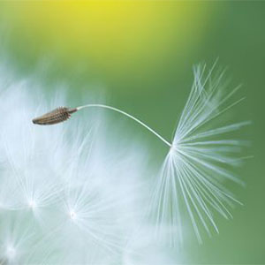 Sunset Lover钢琴谱