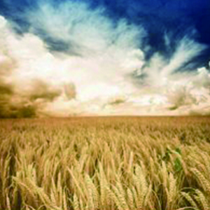 The Departure钢琴谱