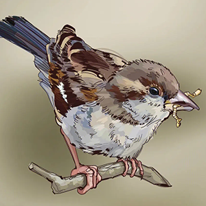 Sparrow Tune钢琴谱