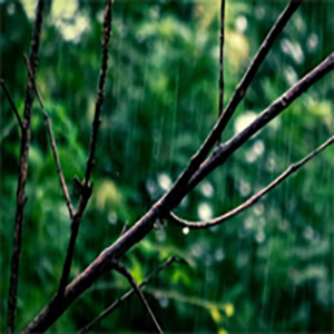  The Rain