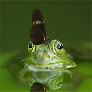 Little Frogs钢琴谱