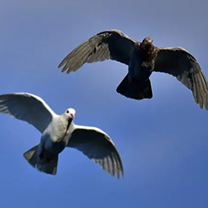 鸟儿飞在蓝天上钢琴谱