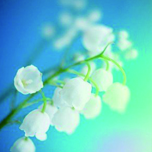 我的花儿钢琴谱