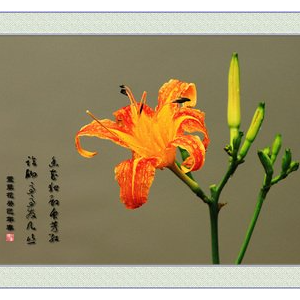 萱草花钢琴谱