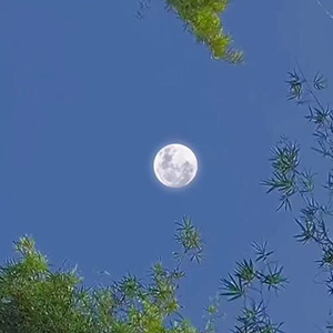 去趟月光钢琴谱