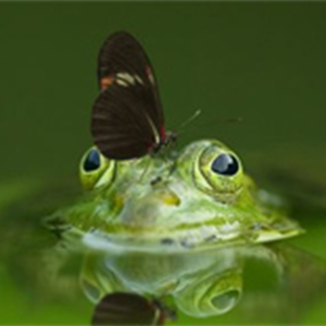 Little Frogs-ҫ-C-и