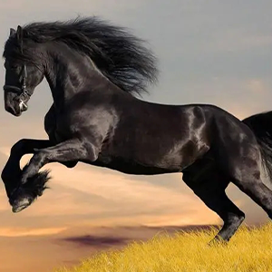 Black Steeds-ҫ-G-и