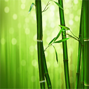 Purple Bamboo Tune-ҫ-G-