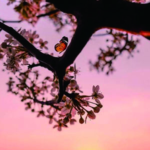 Midnas Lament钢琴谱