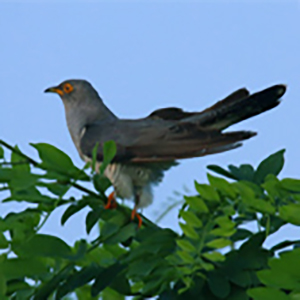 杜鹃圆舞曲钢琴谱