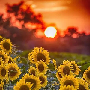 光明和希望钢琴谱