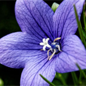 Ballad of Jugeng钢琴谱