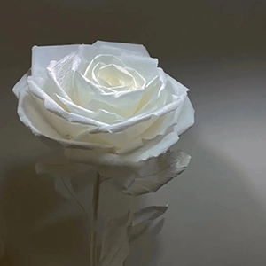 山茶花读不懂白玫瑰钢琴谱