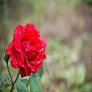 ׻-Presenting the Flowers-ҫ-F-