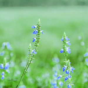 森林野花钢琴谱