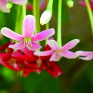 Drunken Sailor钢琴谱