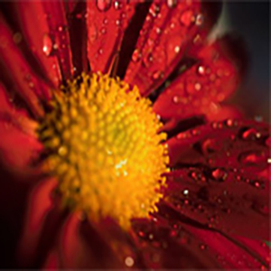 雨不洒花花不红钢琴谱