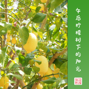 午后柠檬树下的阳光钢琴谱