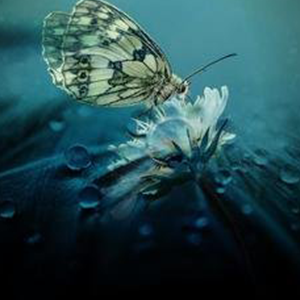 二色莲花蝶钢琴谱