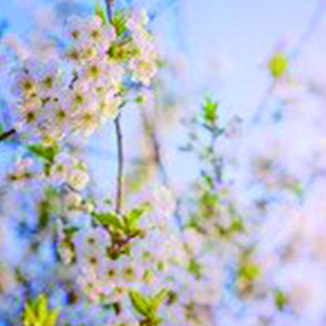 阳光甚好 微风不噪钢琴谱