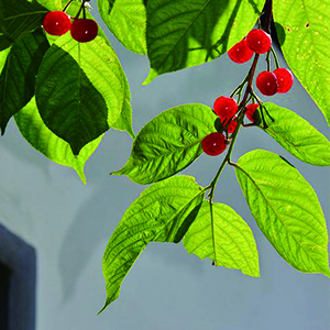 樱桃成熟的季节钢琴谱