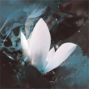 腐草为萤钢琴谱