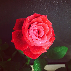 完美玫瑰钢琴谱