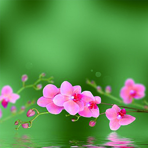 世上再无李相夷钢琴谱