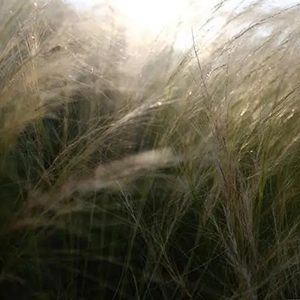 Dressed inthe Wind钢琴谱