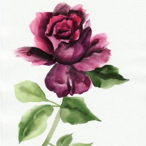 Wild Rose-Teresa Richert-C-