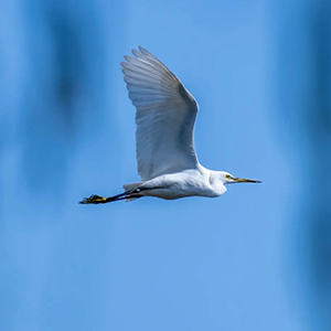 飞翔的鹰钢琴谱