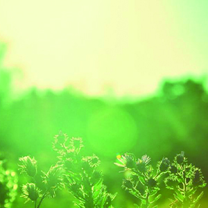 生如野草钢琴谱