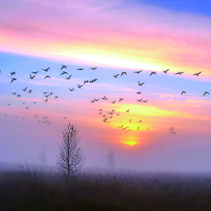 我不想别离钢琴谱