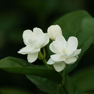 Jasmine Flower钢琴谱