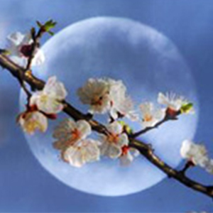 月圆花好钢琴谱