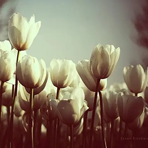 The falling Flowers钢琴谱