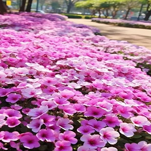 鲜艳的紫罗兰钢琴谱