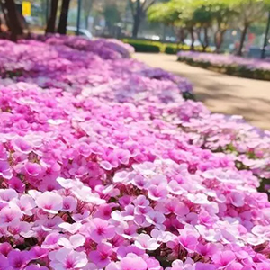 鲜艳的紫罗兰钢琴谱