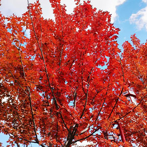 当秋天再次来临钢琴谱