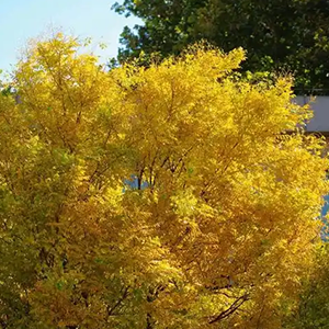 当秋天再次来临钢琴谱