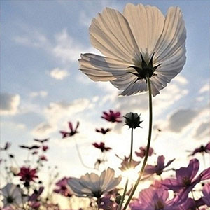 flower
