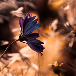 不得不爱钢琴谱