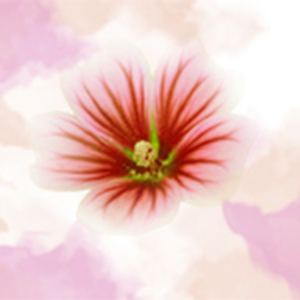 Mallow Flower-Otokaze-E-ټ
