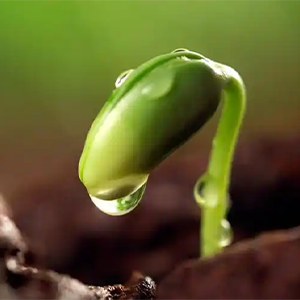 绿色圆舞曲钢琴谱