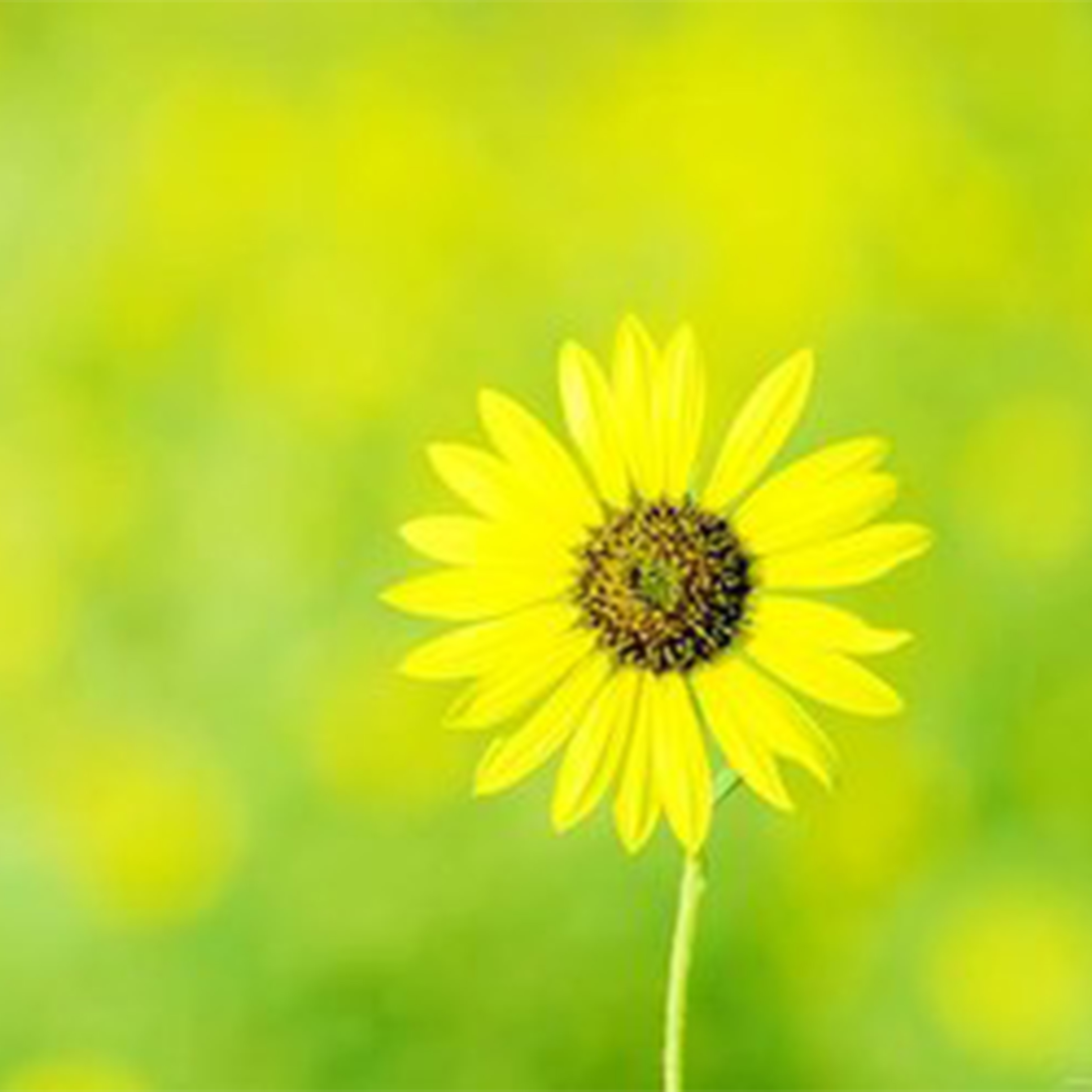 My Mind & Me钢琴谱